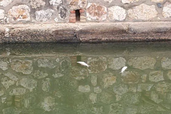 Pesci morti nel canale di Terramaini (dal Gruppo di intervento giuridico)