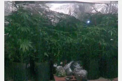 La piantagione di marijuana scoperta a Carbonia