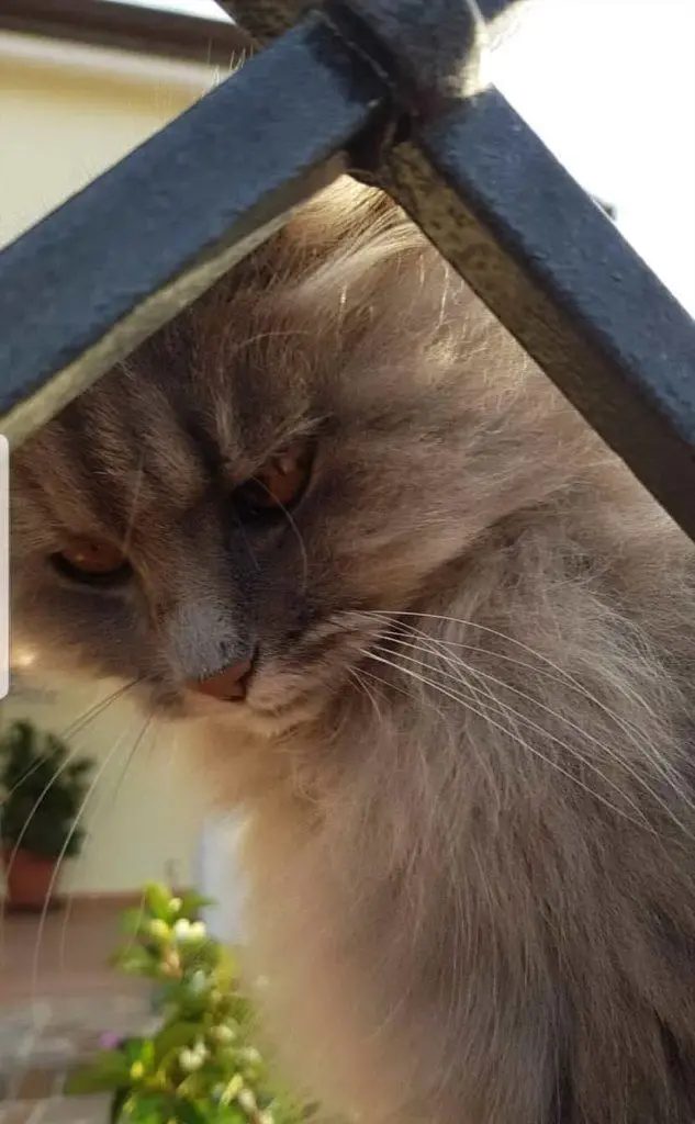 Muka, di Tonino Leone, Nuoro