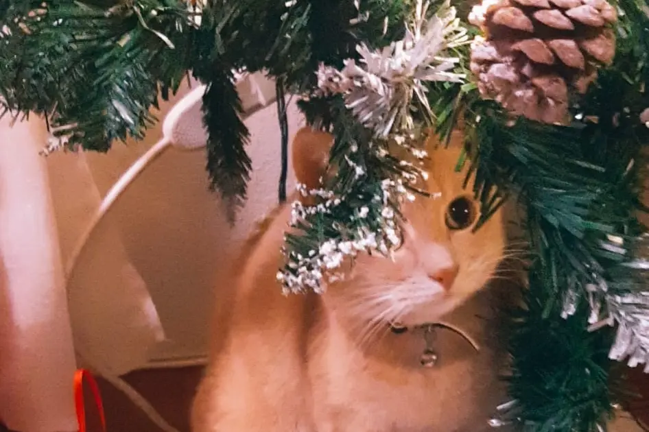 Tanti auguri di buone feste da Leo e dalla sua mamma Martina
