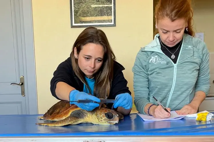 Le operatrici Crama curano la tartaruga Agnese (foto concessa)