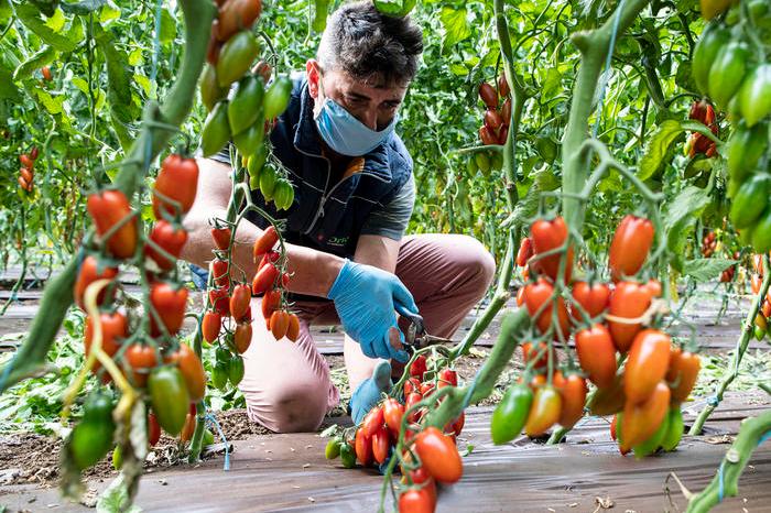 Crollo nella produzione di pomodori da industria in Sardegna (foto Ansa)