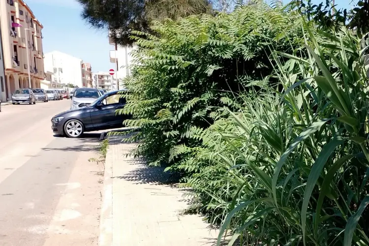 Erbacce nel centro urbano a Porto Torres ( foto Pala)