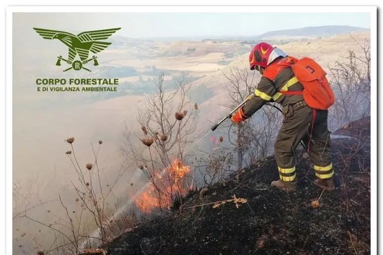 (Photo Forestry Corps)