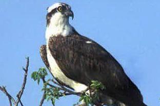 Specie a rischio: il falco pescatore nidifica a Orbetello