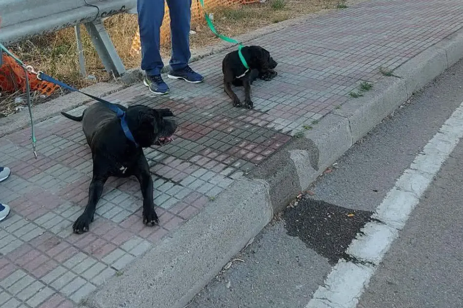 I due cani (foto Polizia municipale)