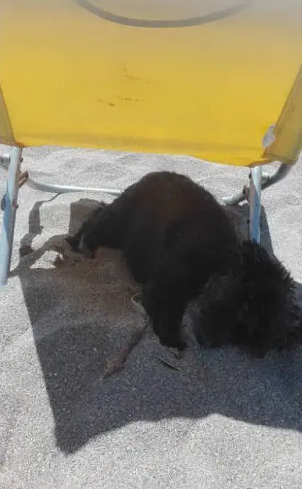 Sandro e Rita  da Villaputzu al mare con la loro piccola Sissy
