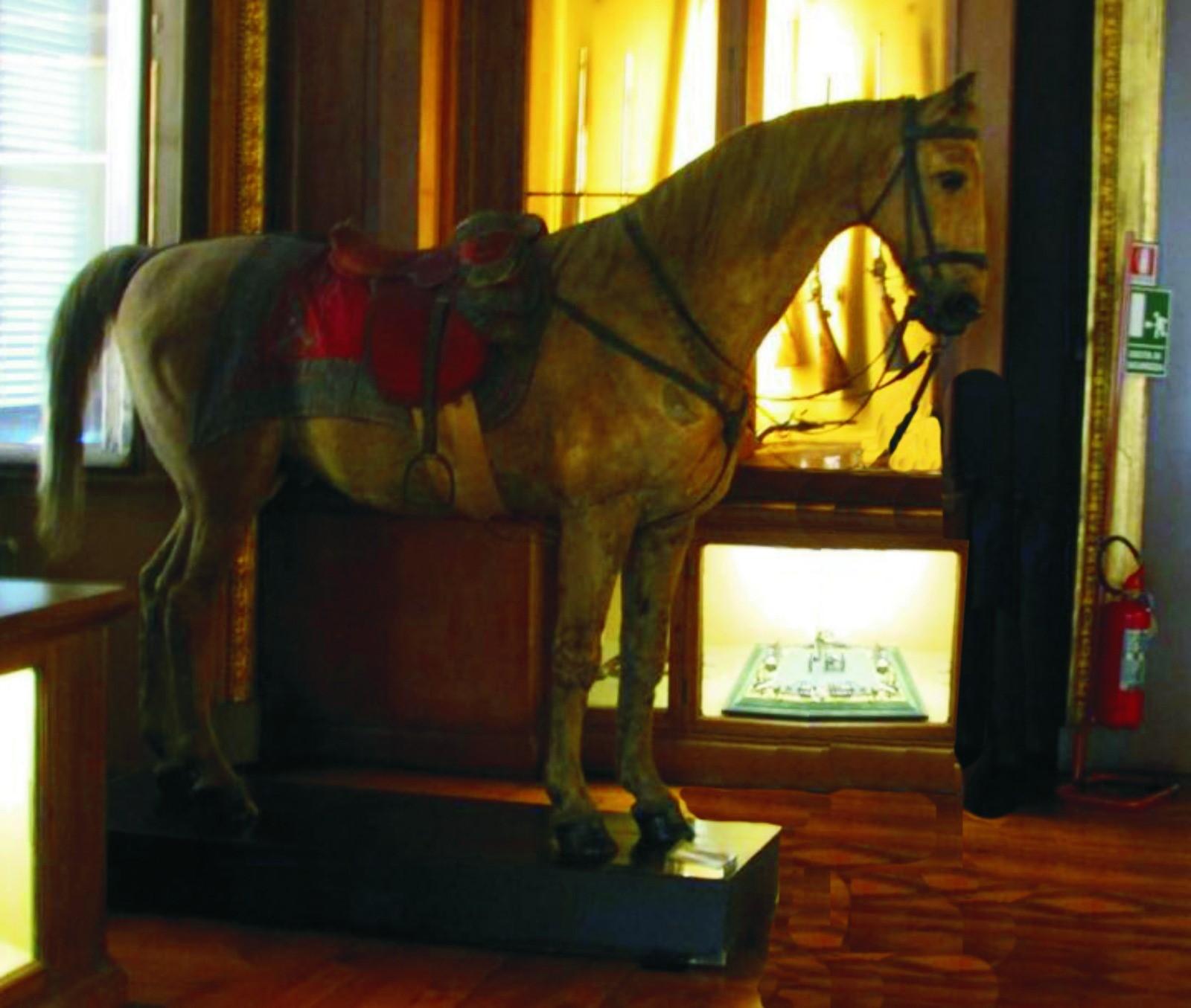 Il cavallo Favorito esposto nell'Armeria reale di Torino (foto G. O.)