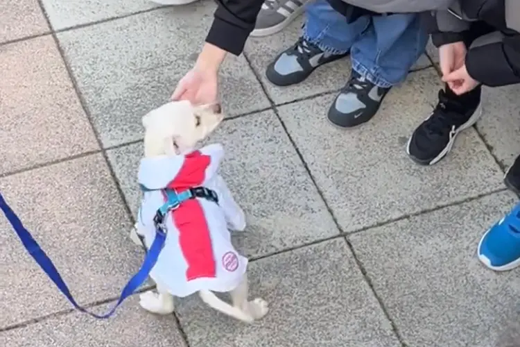 Un cucciolo incontra i bambini delle scuole (foto concessa)