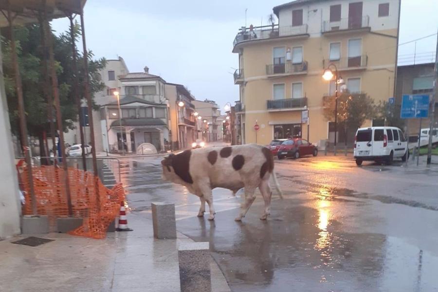 La strana presenza a Tortolì: un toro passeggia in piazza Fra Locci