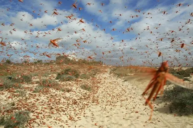 Grasshoppers emergency, decree on the way (photo Ansa)