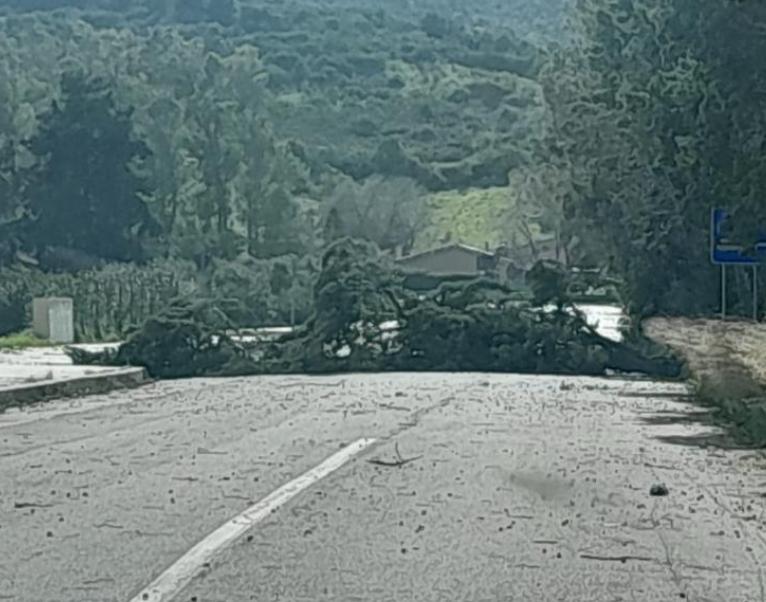 Castiadas, alberi abbattuti dal vento: il sindaco chiude i parchi