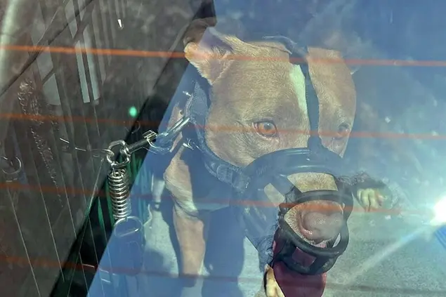 Un pitbull (Ansa)