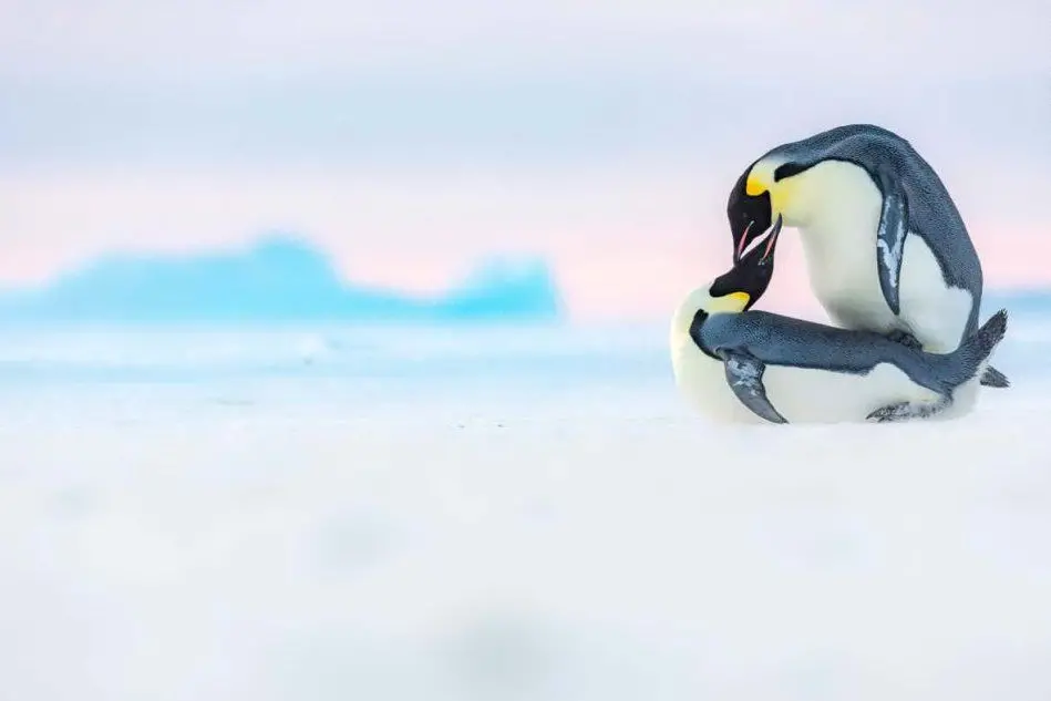 Siamo nella baia di Atka in Antartide, Stefan Christmann fotografa due pinguini reali