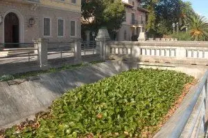 La pianta killer invade Arborea (Chergia)