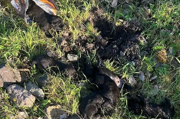 I cuccioli scoperti a Castelsardo (foto concessa)