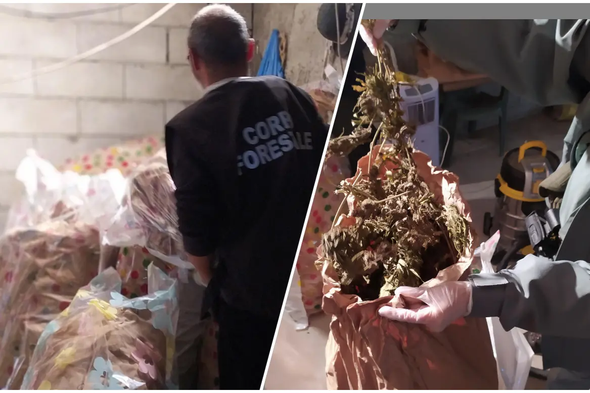 L'operazione e parte della cannabis sequestrata (foto Corpo forestale)