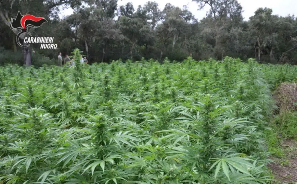 Scovata una maxi piantagione di marijuana a Ortueri