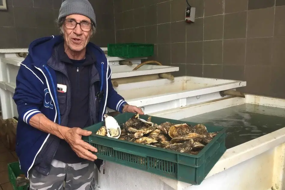 Franco Masala, allevatore di ostriche (foto Andrea Piras)