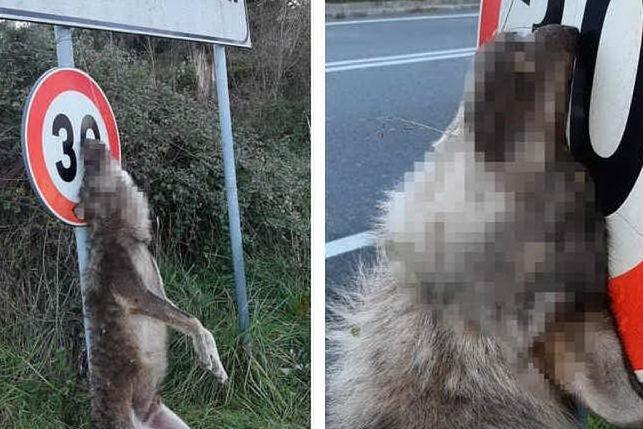 Choc in Calabria, lupo ucciso e appeso a un cartello stradale