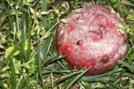 Polpette al veleno - Foto d'archivio