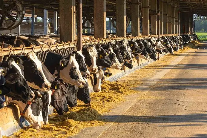 Un allevamento di bovini in una foto d’archivio