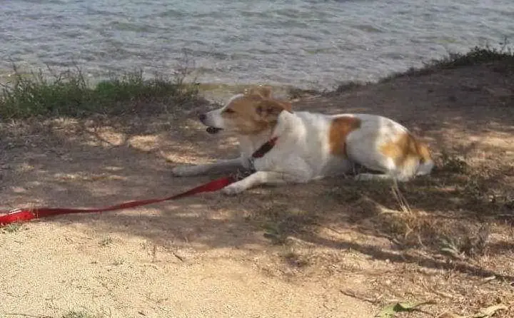 Sally in vacanza a Cannigione: foto inviata da Dario, Dolianova