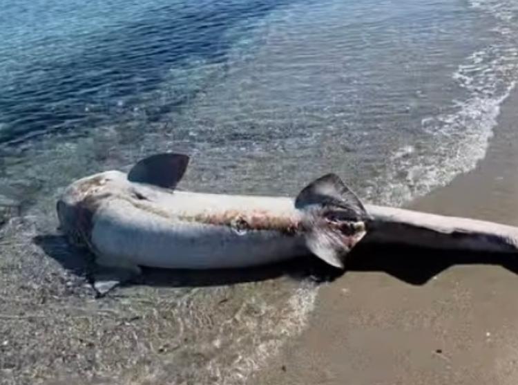 Platamona, sulla spiaggia una carcassa di squalo lunga tre metri e mezzo
