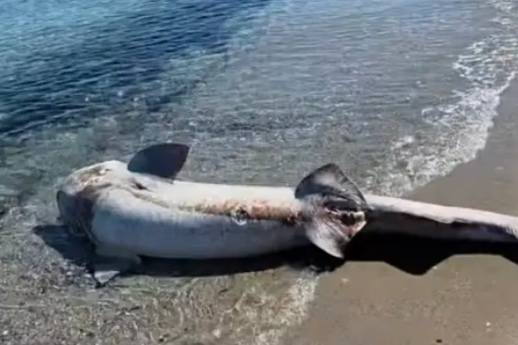 La carcassa di squalo spiaggiata (foto concessa)