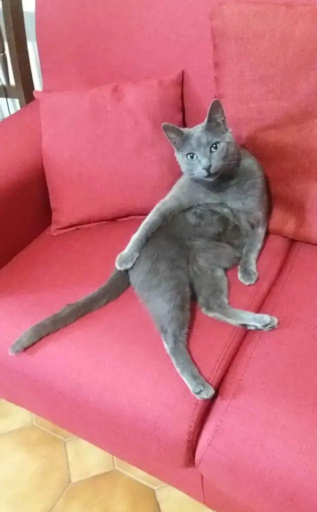 Nella foto, inviata da Antonio di Selargius, il gatto Cesare