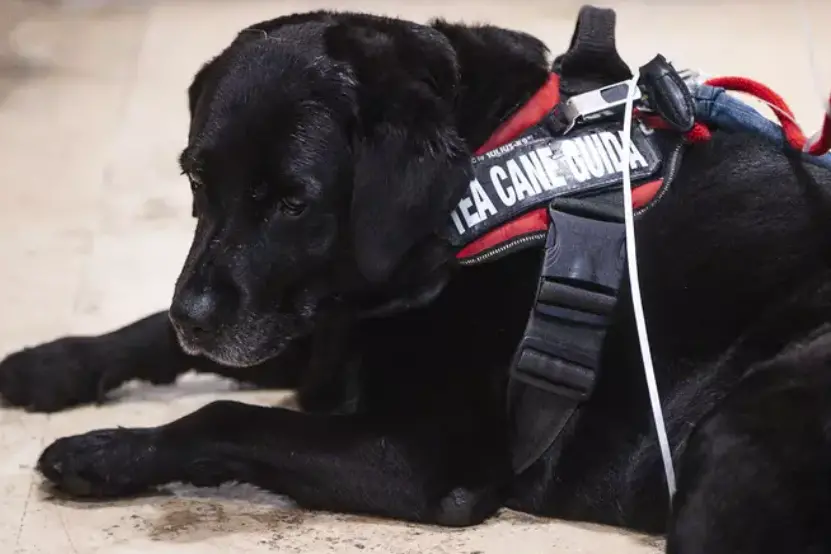 符号图像（安莎）