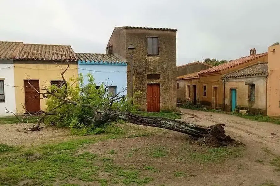 L'albero abbattuto