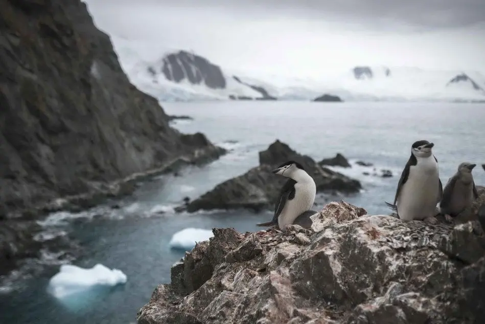 Pinguini in Antartide (Ansa)