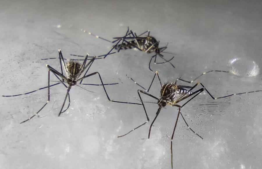 West Nile, a Caserta un altro morto: è la nona vittima in Italia