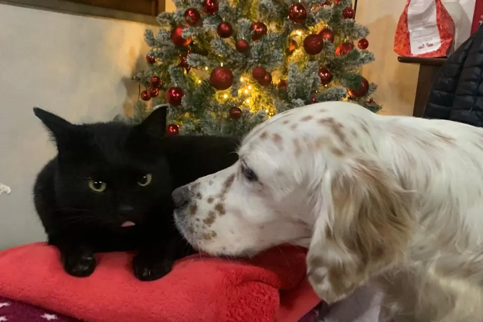 Buon Natale da Marcello Selenu da Cagliari