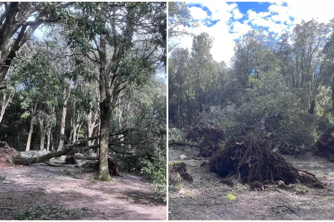 I lecci sradicati al bosco Seleni, Lanusei (L'Unione Sarda)