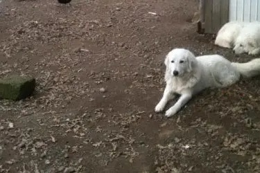 Un pastore maremmano