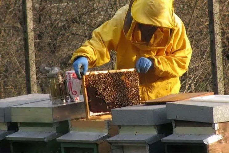 Un apicoltore al lavoro