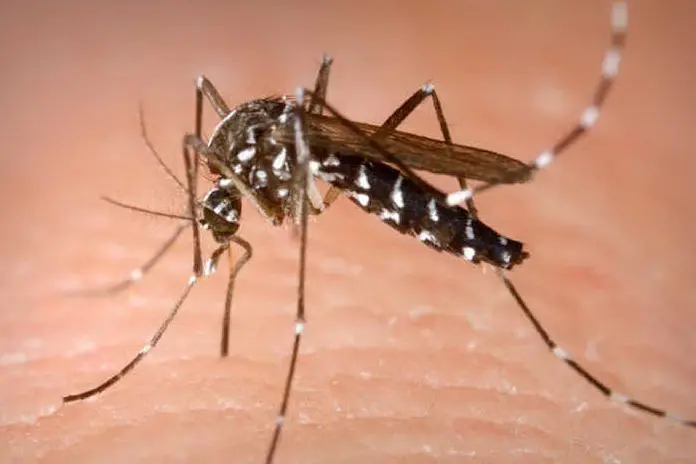 Un esemplare di zanzara tigre (foto da wikimedia)