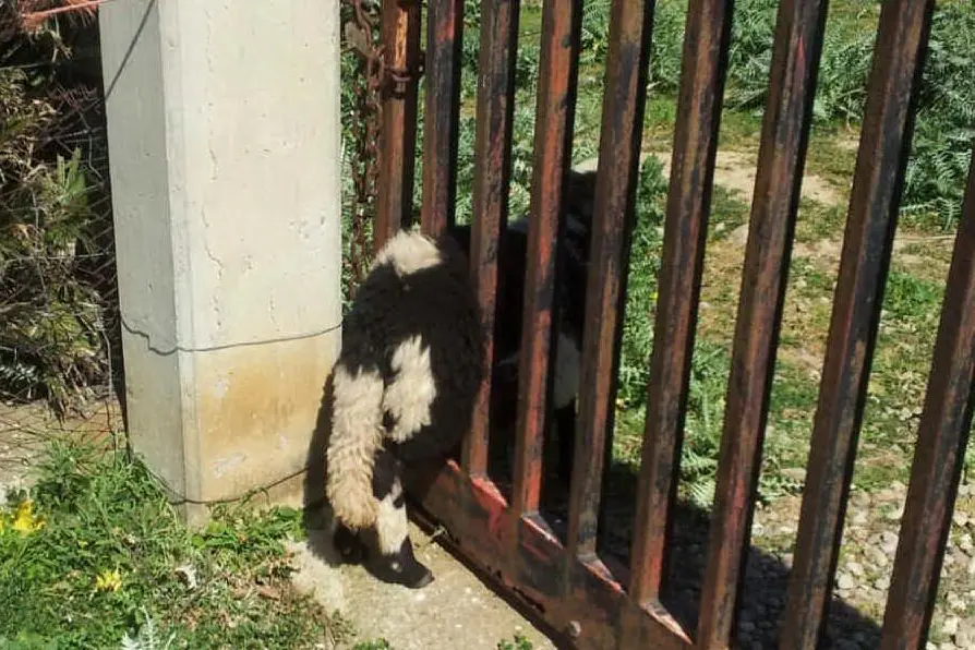 L'agnellino incastrato nel cancello