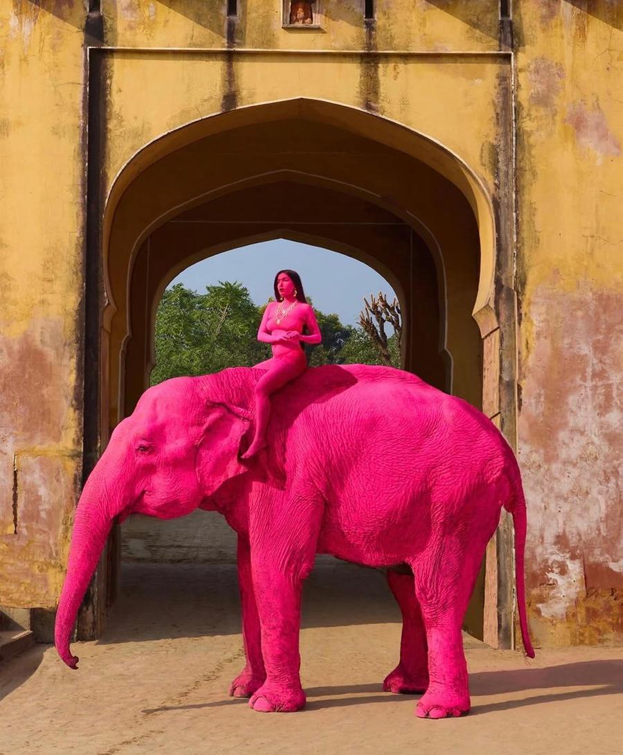 Addio a Chanchal, l’elefantessa del servizio fotografico in rosa: indagini in corso sulle cause della morte