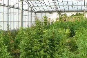 La serra con le piante di marijuana