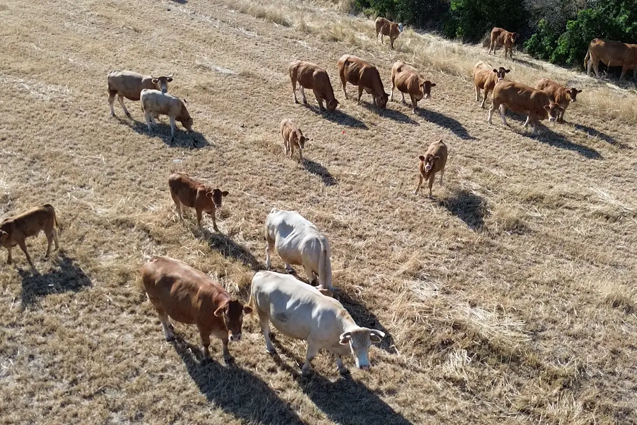 Bovini al pascolo