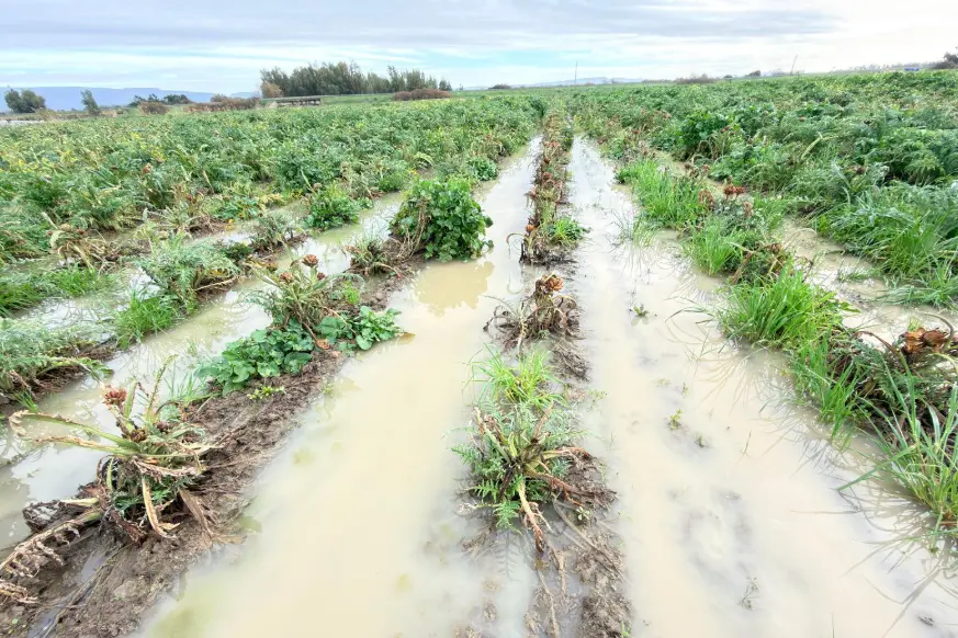 Campi allagati nell'Oristanese (Foto Coldiretti)