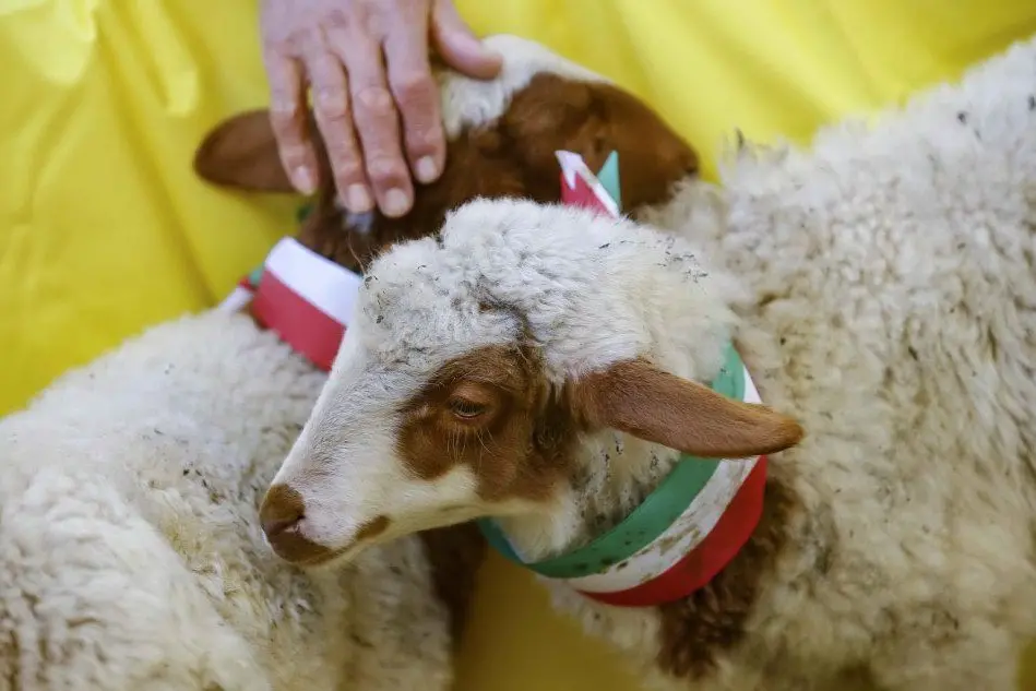 Le pecore, fra i simboli della manifestazione organizzata a Roma da Coldiretti