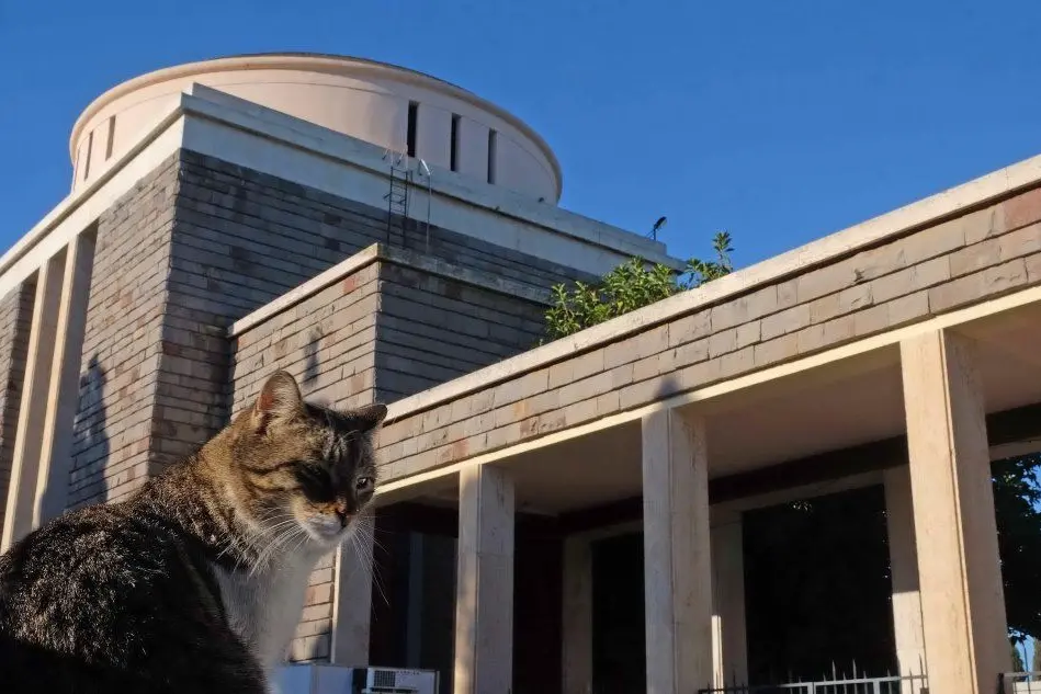 Un gatto davanti al cimitero di San Michele