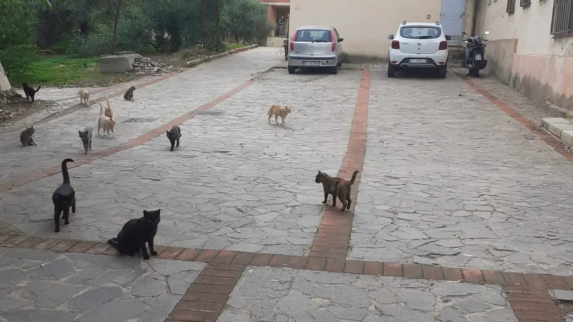 https://immagini.unionesarda.it/version/c:YjZiMzAxYTEtYjMxZS00:OGFiNmEwNDUtODJkYS00/image.webp?f=16:9