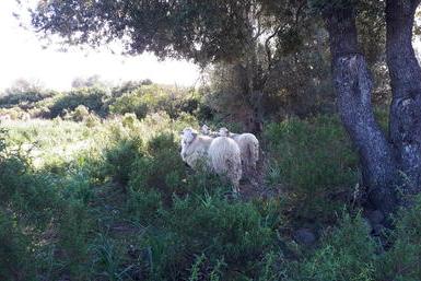 Fondi per la zootecnia, la protesta dei pastori: “Per ogni pecora solo 3 euro, vergognoso”