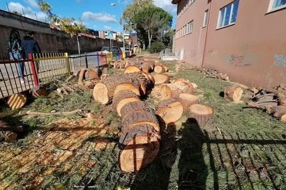 I pini tagliati (foto concessa)