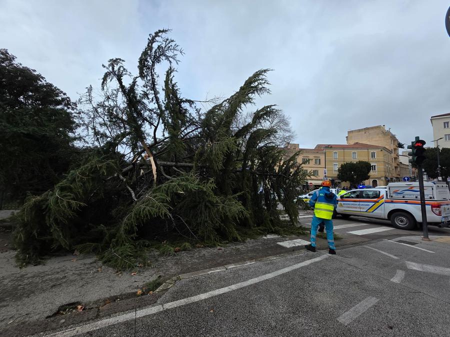 Sassari, il maestrale abbatte un albero: ferita una ragazza